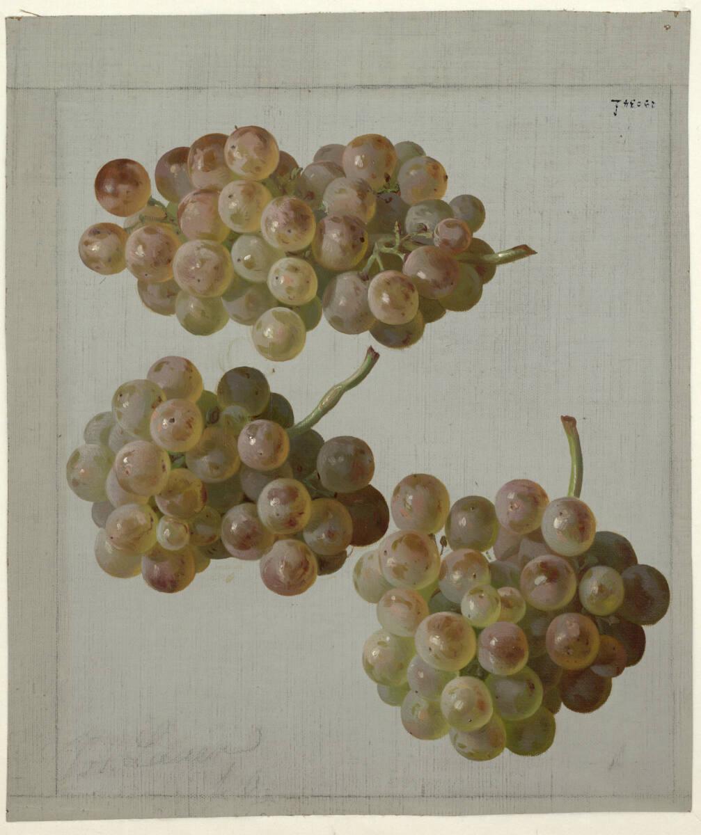 Josef Lauer , Weintrauben, Inv. Nr.: 29034f