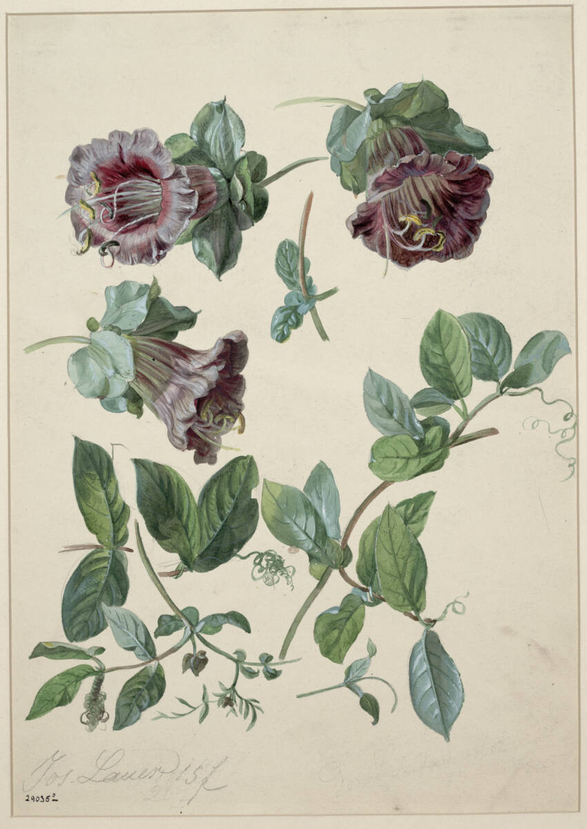 Glockenblumen, Josef Lauer