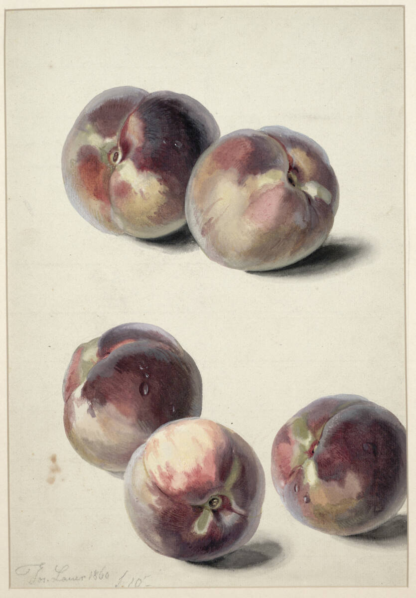 Pfirsiche, Josef Lauer, 1860