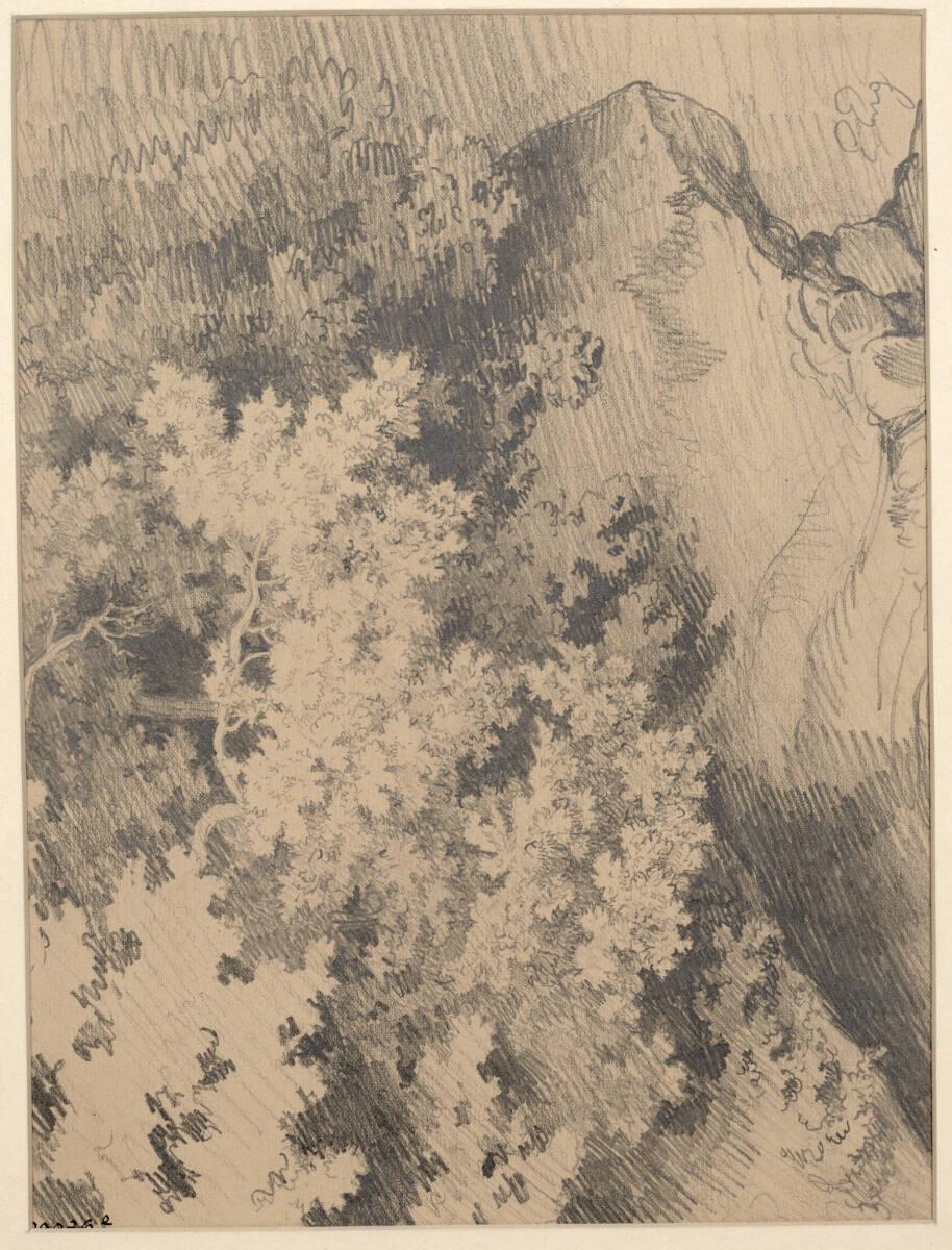Eduard von Engerth, Baumstudie, Inv. Nr.: 29076e