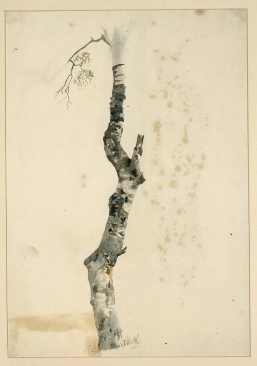 Remigius Adrianus van  Haanen, Birkenstamm, Inv. Nr.: 29141