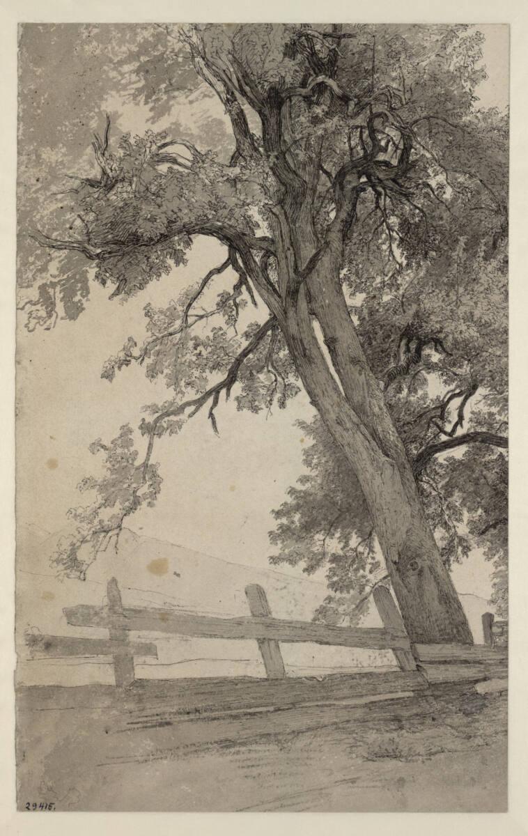 Eduard Ameseder, Baumstudie mit Zaun, Inv. Nr.: 29415