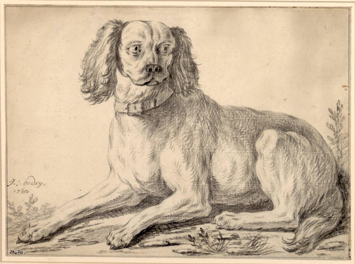 Jacques Charles Oudry, Studie eines Hundes, Inv. Nr.: 29676