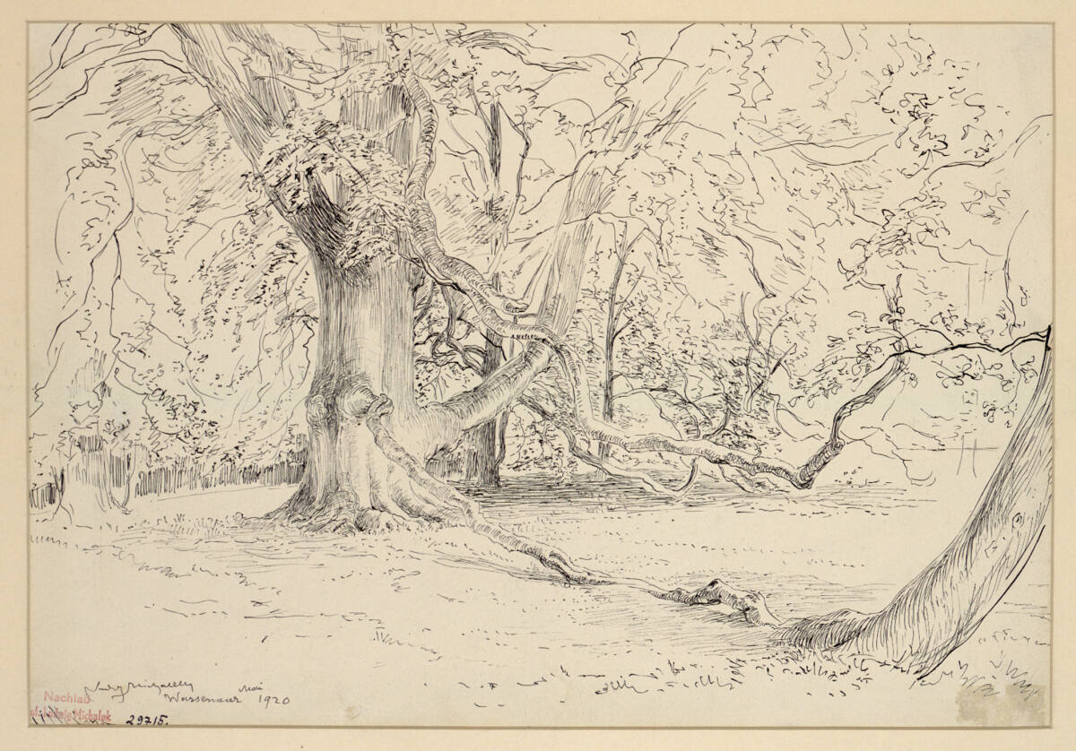 Baumstudie, Ludwig Michalek, 1920