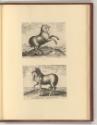 Jean Stradanus ou van der Straet Vol II., Pferde, Inv. Nr.: Holland nach Sektionen II/11, H/II/…