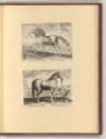 Jean Stradanus ou van der Straet Vol II., Pferde, Inv. Nr.: Holland nach Sektionen II/11, H/II/…
