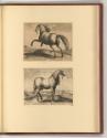 Jean Stradanus ou van der Straet Vol II., Pferde, Inv. Nr.: Holland nach Sektionen II/11, H/II/…