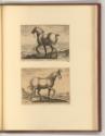Jean Stradanus ou van der Straet Vol II., Pferde, Inv. Nr.: Holland nach Sektionen II/11, H/II/…