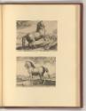 Jean Stradanus ou van der Straet Vol II., Pferde, Inv. Nr.: Holland nach Sektionen II/11, H/II/…
