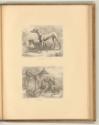 David Teniers Vol. III, Zwei Hunde, Inv. Nr.: Holland nach Sektionen II/52, H/II/52/56