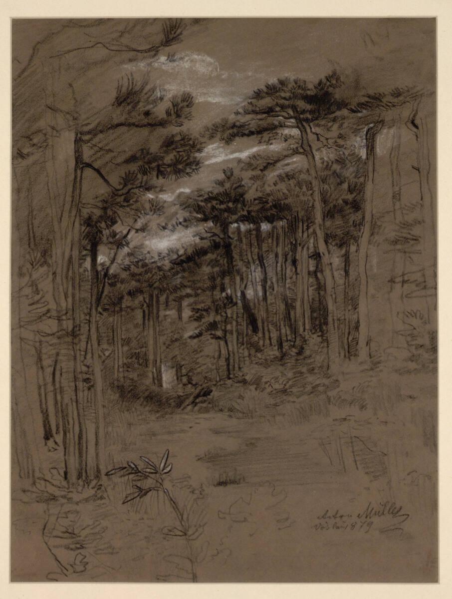 Anton Müller, Waldstück, Inv. Nr.: 30812