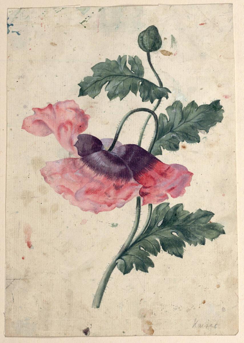 Joseph Maria Kaiser, Mohnblüte und Knospe, Inv. Nr.: 30917