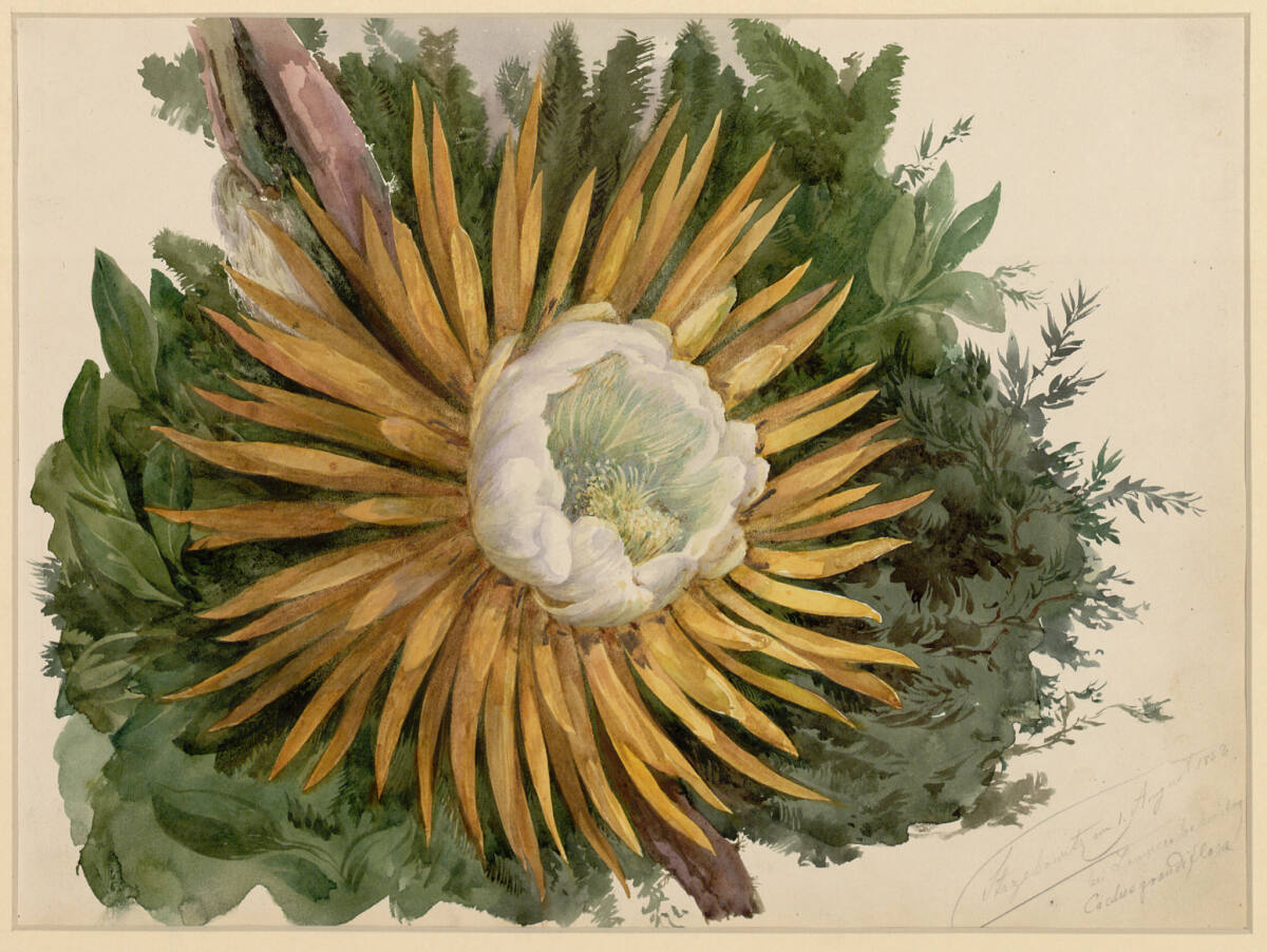 Cactus grandiflora, Franz Alt, 1852