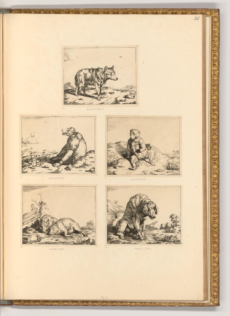 Paulus Potter; Marc de Bye, Bär; Wolf; Schwein, Inv. Nr.: Holland nach Sektionen III/39, H/III/…