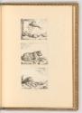 Paulus Potter; Marc de Bye, Titelblatt; Leopard, Inv. Nr.: Holland nach Sektionen III/39, H/III…