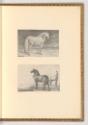 Paulus Potter; Marc de Bye, Friesenpferd; Uferlandschaft mit zwei Pferden, Inv. Nr.: Holland na…