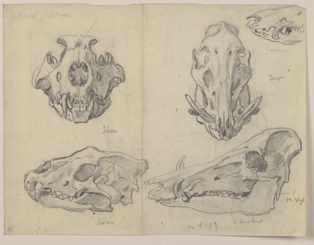 Hermann Heller, Schädelformationen Löwe, Eber, Inv. Nr.: 35508