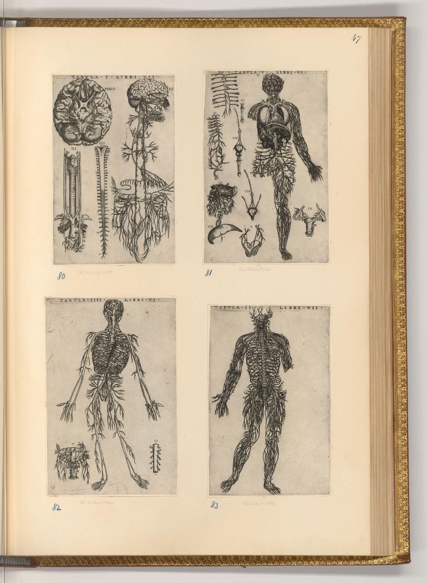 Kupferstiche von Nicolas Beatrizet, Anatomie. Der menschliche Körper, Inv. Nr.: Frankreich nach…
