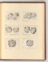 Druckgrafiken von Bernard Picart, Löwenköpfe, Inv. Nr.: Frankreich nach Sektionen I/36, F/I/36/…