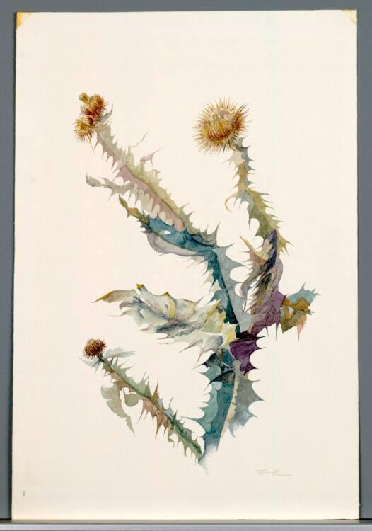 Franz Lichtenberg, Eselsdistel (Onopordon Acanthium), Inv. Nr.: 37548
