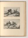 Druckgrafiken nach Charles Le Brun, Pferdestudien, Inv. Nr.: Frankreich nach Sektionen II/23, F…