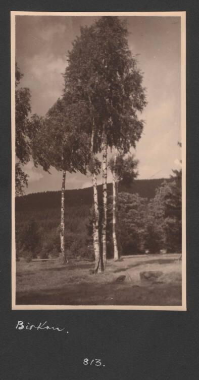 Kurt Husnik, Nr. 813, Inv. Nr.: Foto2004/26/9/8
