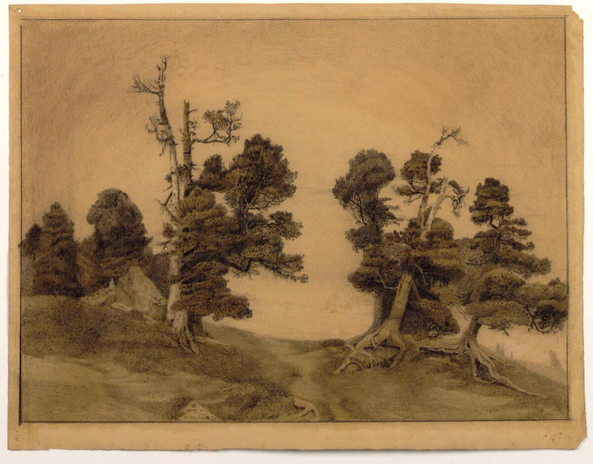 Emilie Mediz-Pelikan, Knorrige Bäume, Inv. Nr.: 39126