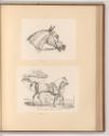 Druckgrafiken nach Charles Vernet, Pferdekopf; Pferd und Reiter vor einem Stall, Inv. Nr.: Fran…