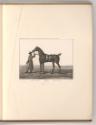 Druckgrafiken nach Charles und Horace Vernet, Pferd, Inv. Nr.: Frankreich nach Sektionen II/68,…