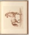 Druckgrafiken nach Charles und Horace Vernet, Galoppierendes Pferd, Inv. Nr.: Frankreich nach S…