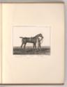 Druckgrafiken nach Charles und Horace Vernet, Pferd, Inv. Nr.: Frankreich nach Sektionen II/68,…