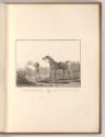 Druckgrafiken nach Charles und Horace Vernet, Pferd, Inv. Nr.: Frankreich nach Sektionen II/68,…