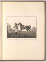 Druckgrafiken nach Charles und Horace Vernet, Pferd, Inv. Nr.: Frankreich nach Sektionen II/68,…