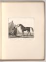 Druckgrafiken nach Charles und Horace Vernet, Pferd, Inv. Nr.: Frankreich nach Sektionen II/68,…