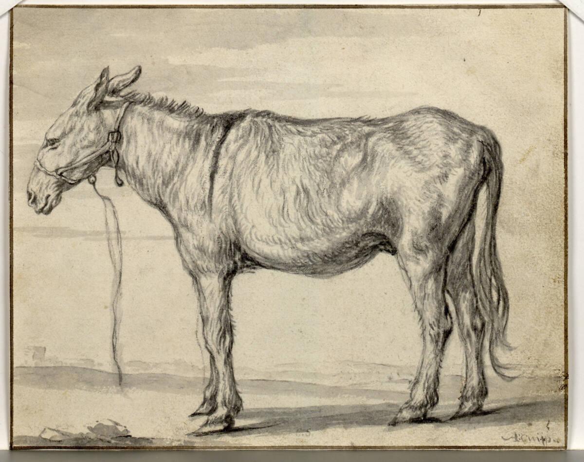 Esel, Inv. Nr.: 39910