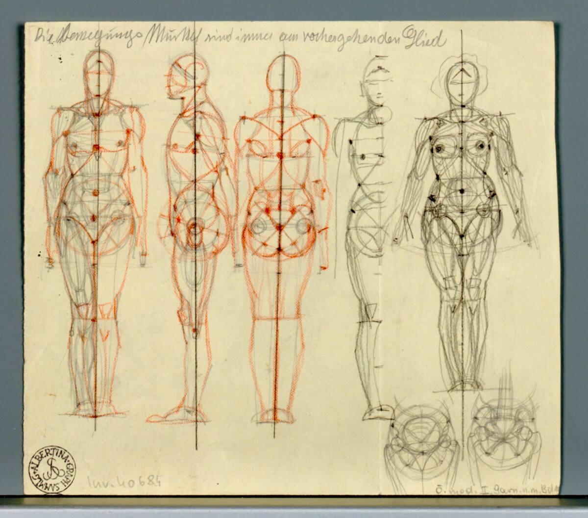 Alexander Rothaug, Diverse anatomische Studien, Inv. Nr.: 40684v