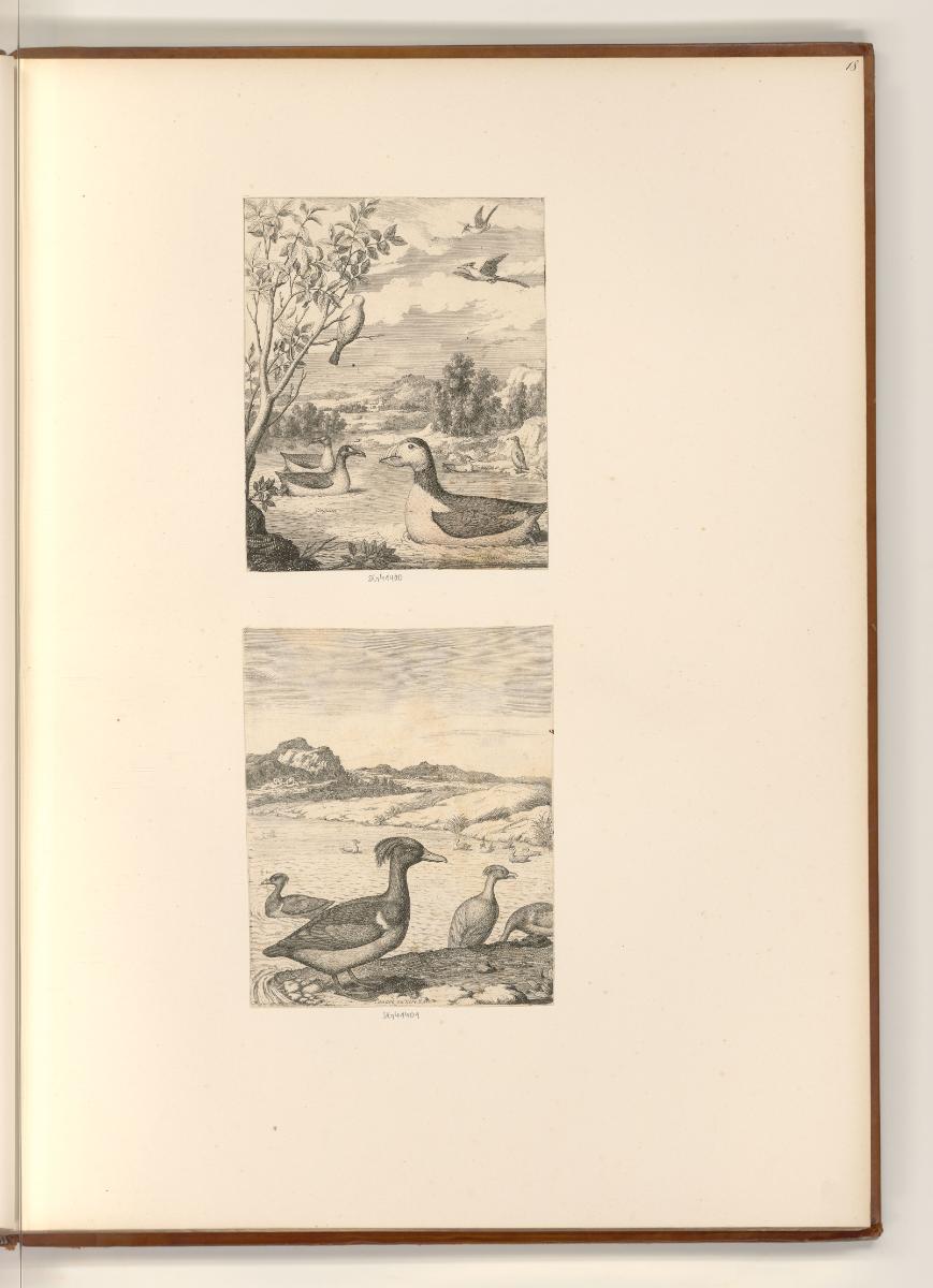 L. Bobrun. Nic. de Son. Nic. Robert. Mich. Dorigny. Cl. Goyrand. D. Barrière., Vögel, Inv. Nr.:…