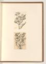 L. Bobrun. Nic. de Son. Nic. Robert. Mich. Dorigny. Cl. Goyrand. D. Barrière., Blumen, Inv. Nr.…