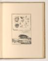 Sébastien Le Clerc, Vol. III., Murmeltier und Siebenschläfer mit anatomischen Studien, Inv. Nr.…