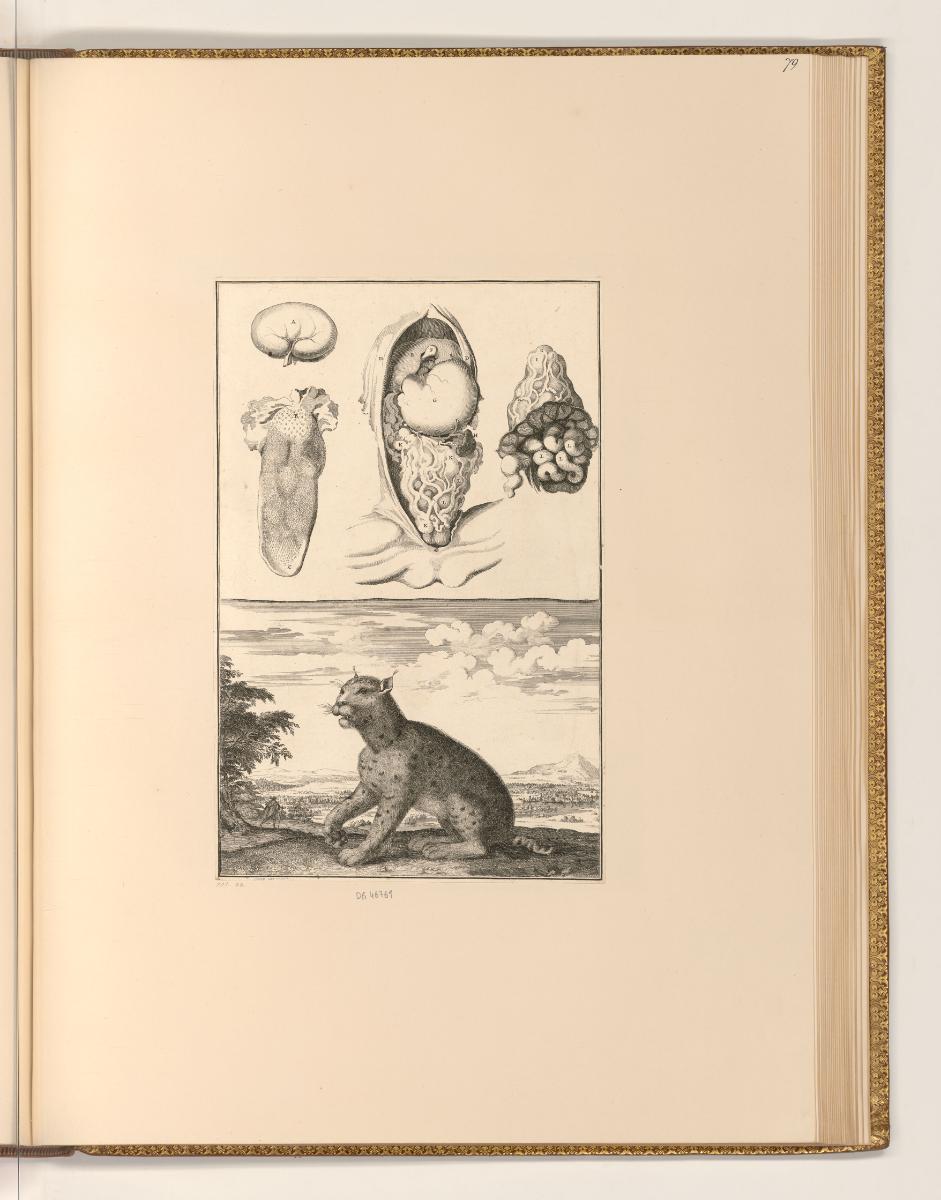 Sébastien Le Clerc, Vol. III., Luchs mit anatomischen Studien, Inv. Nr.: Frankreich nach Sektio…