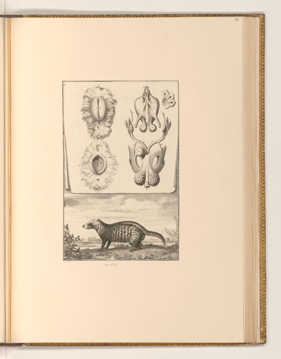 Sébastien Le Clerc, Vol. III., Zibetkatze mit anatomischen Studien, Inv. Nr.: Frankreich nach S…