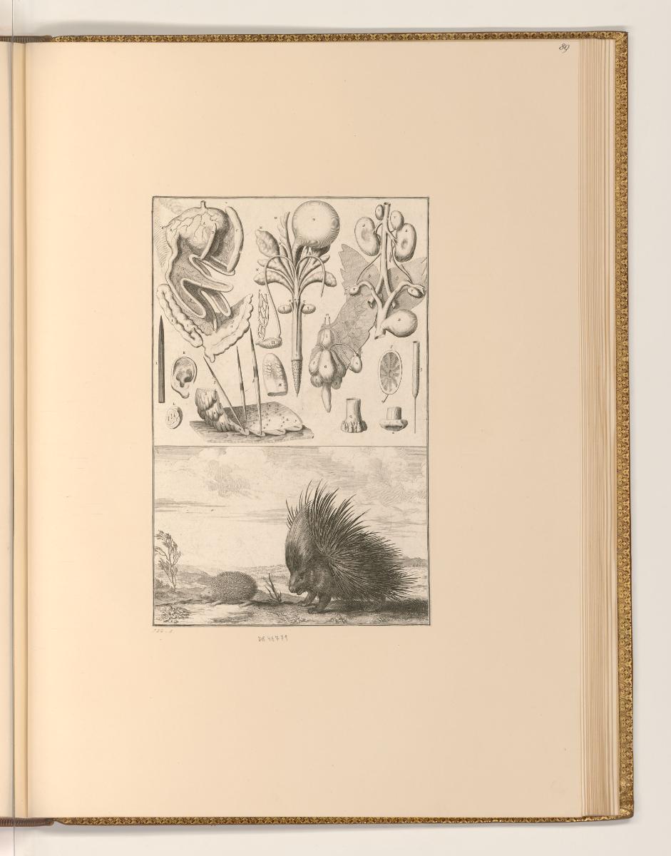 Sébastien Le Clerc, Vol. III., Igel und Stachelschwein mit anatomischen Studien, Inv. Nr.: Fran…