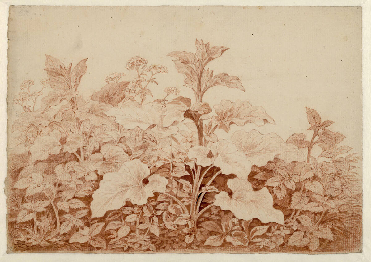 Pflanzenstudie, Carl Anton Graff, 1796