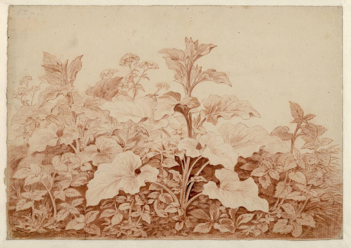 Carl Anton Graff, Pflanzenstudie, Inv. Nr.: 41278
