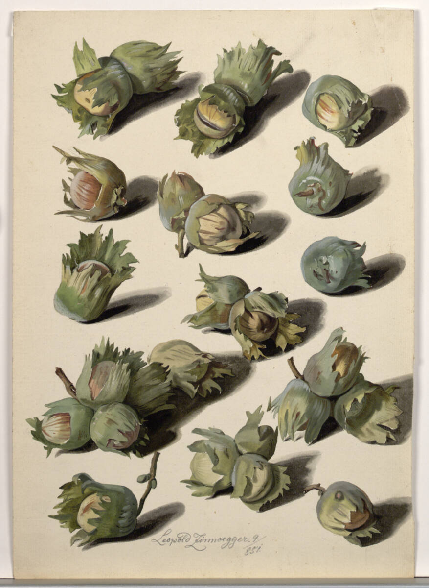 Haselnüsse, Leopold Zinnögger, 1851