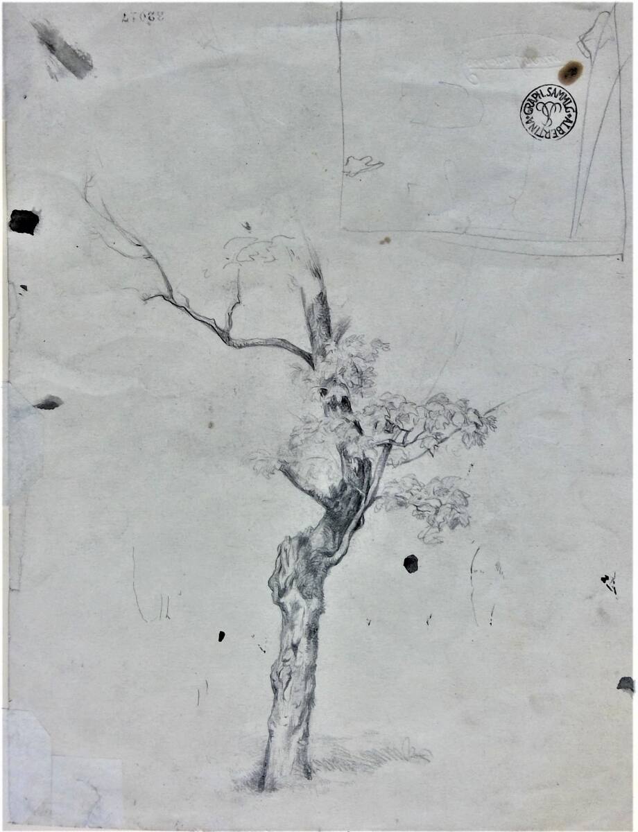 Baumstudie, Cecil van Haanen