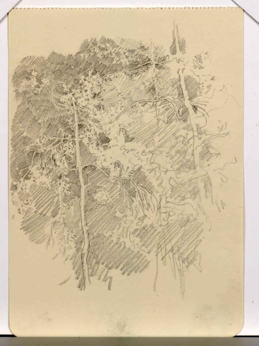 Josef Engelhart, Baumstudien, Inv. Nr.: 41797r