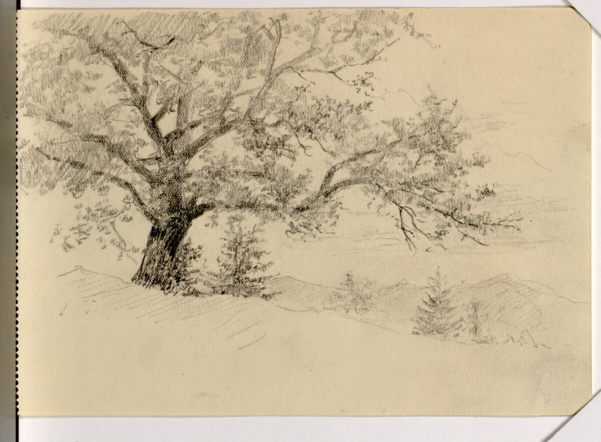 Baum- und Landschaftsstudie, Josef Engelhart