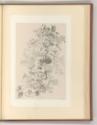 Eugène Bléry, Pflanzen, Inv. Nr.: Frankreich nach Sektionen III/41, F/III/41/102