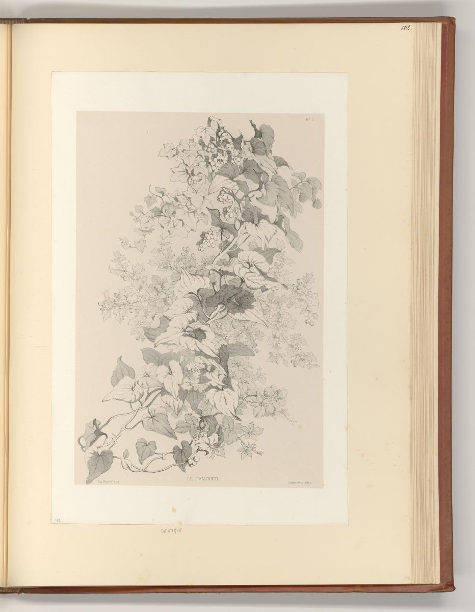 Eugène Bléry, Pflanzen, Inv. Nr.: Frankreich nach Sektionen III/41, F/III/41/102